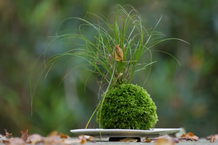 Japanska biljna mahovina kokedama