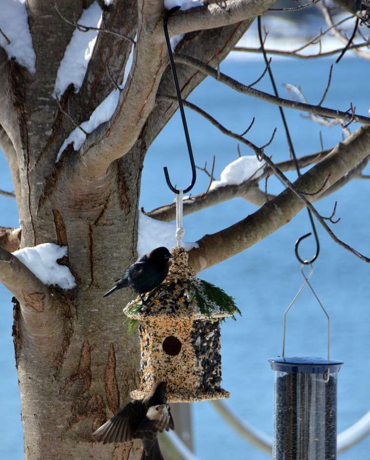 Mangiatoia per uccellini fai da te per casetta da giardino per uccelli