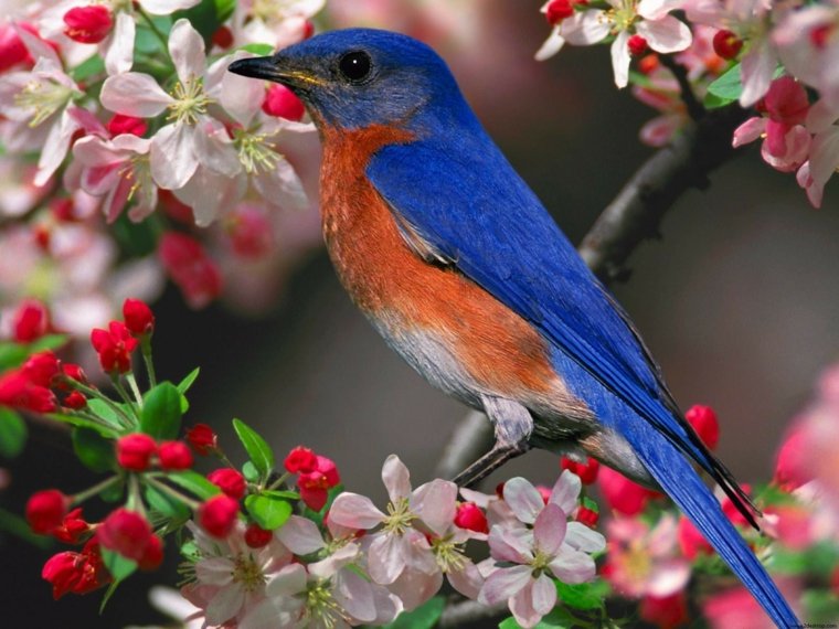 庭の鳥の色の見え方