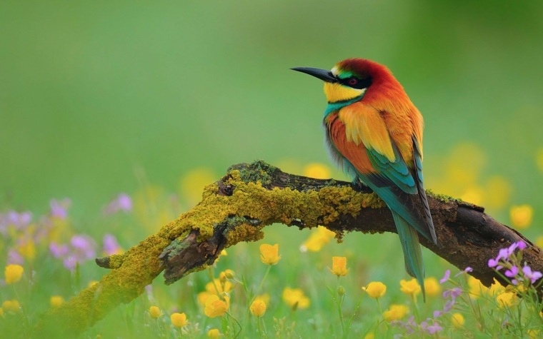 庭の鳥と色