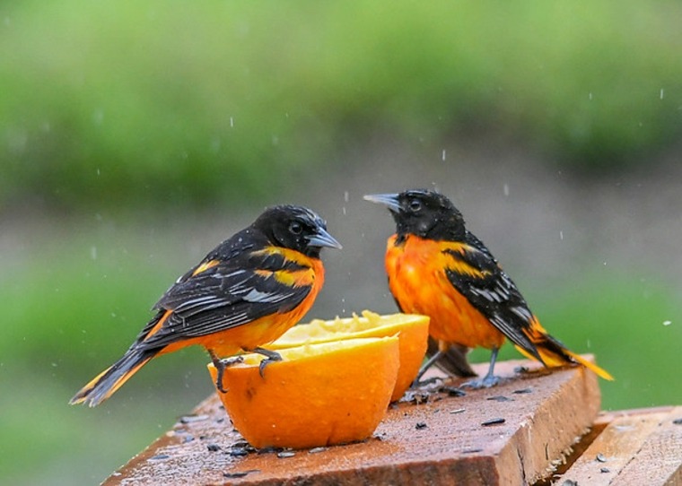 鳥を引き付けるためにあなたの庭を飾る方法