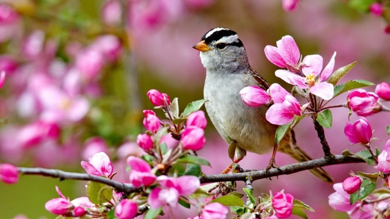 庭の花と鳥