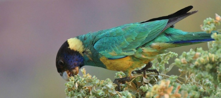 花が鳥を引き付ける方法