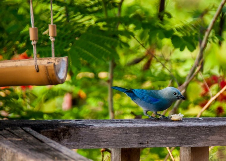 あなたは色であなたの庭に鳥を引き付けることができますか