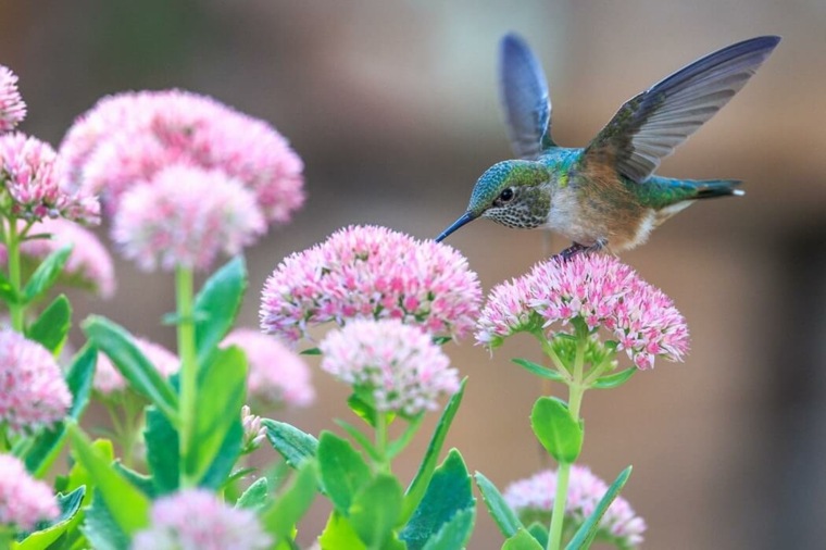 庭の植物や鳥の色