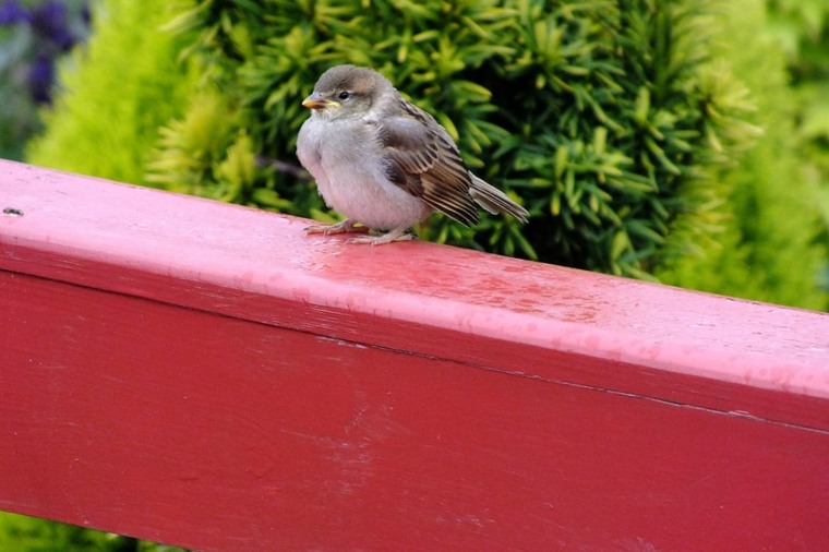 鳥を引き付ける色は何ですかu