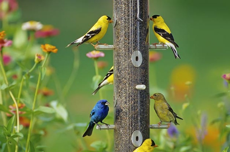 庭の鳥と色の意味