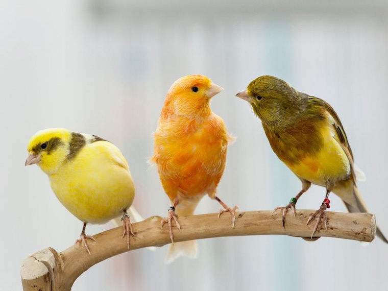 庭の鳥はそれらを引き付けるためにアイデアを着色します