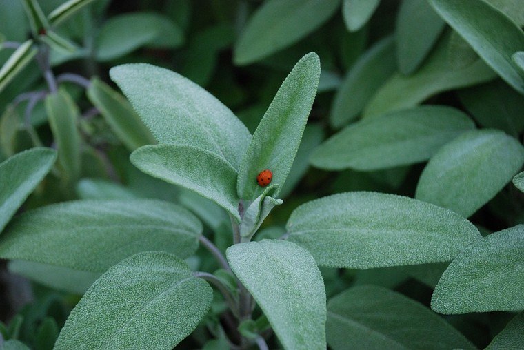 salvia benefici nutrizionali dieta tisana dimagrire spezie