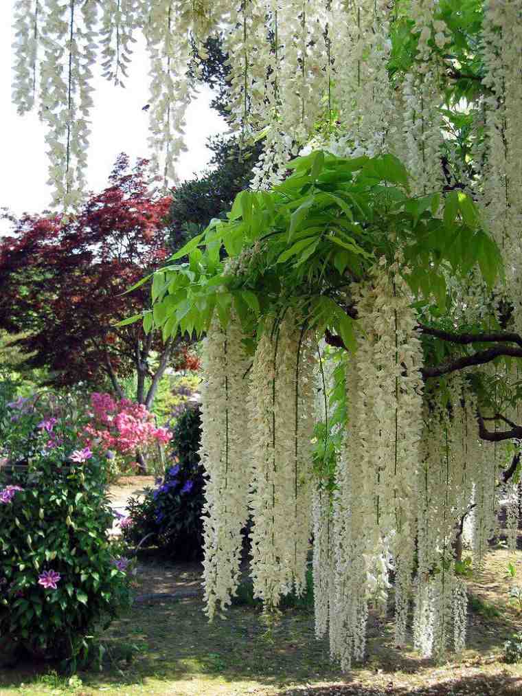 パーゴラ藤植物屋外パティオ造園