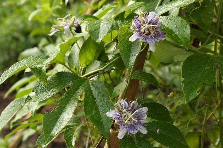 biljka penjačica pasiflora hlad vrtna pergola