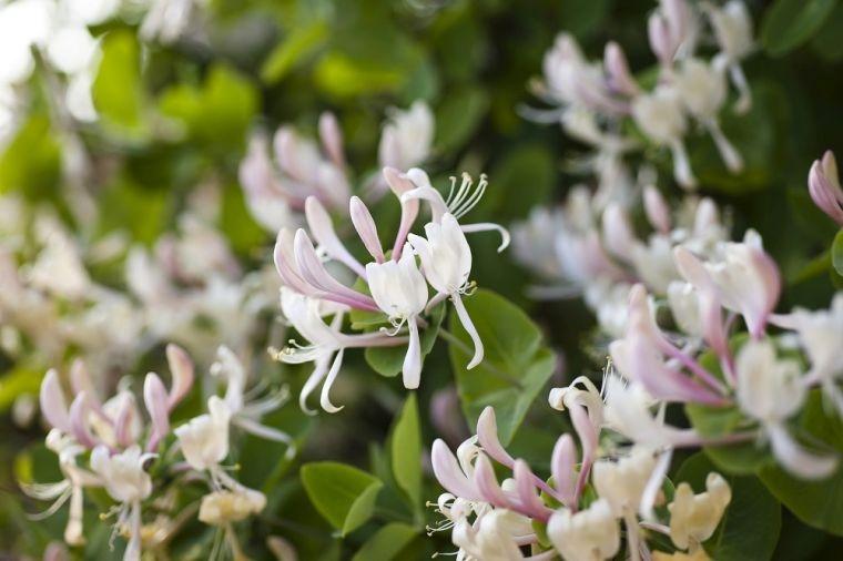 つる植物パーゴラデコのアイデア