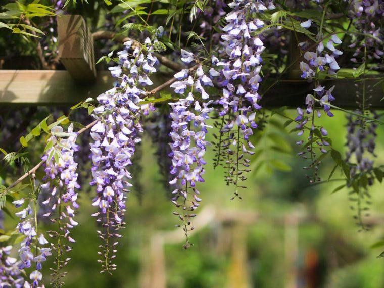 パーゴラつる植物の日陰の種