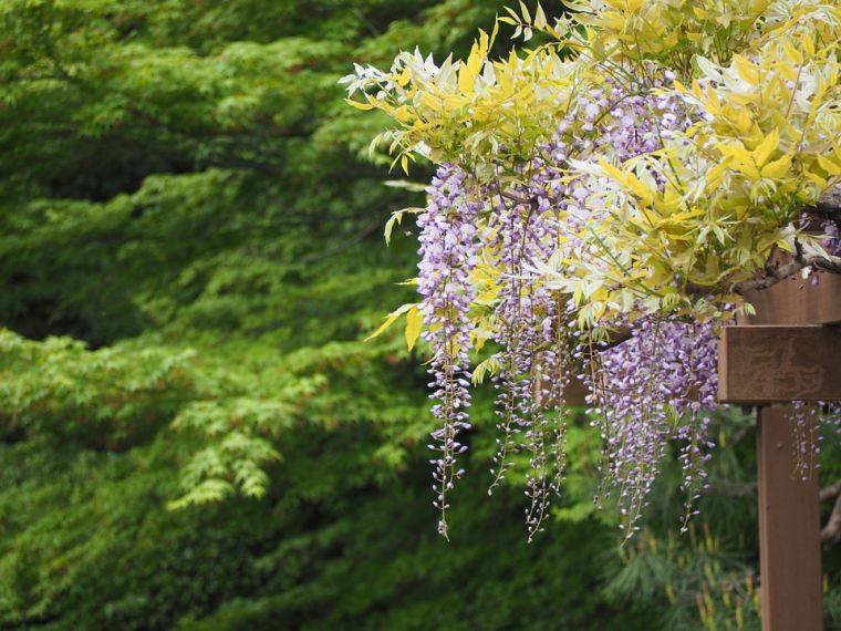 パーゴラ植物の庭の装飾のアイデア