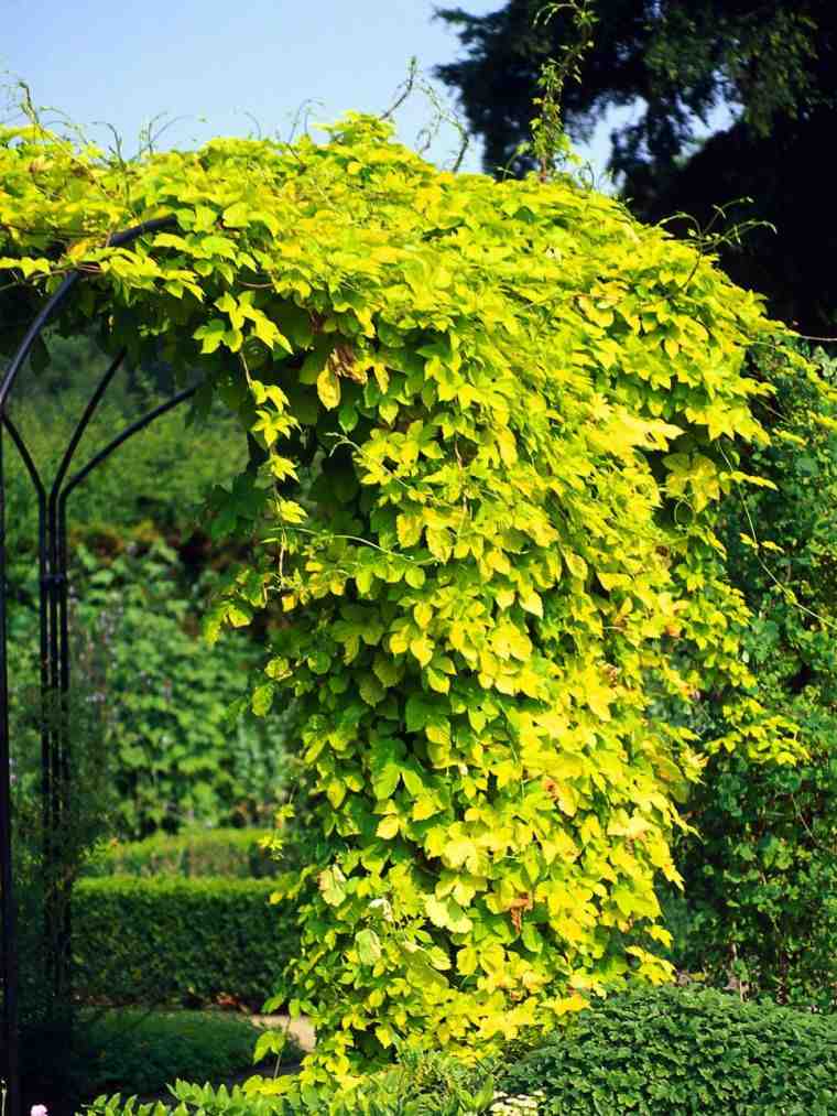 pergola virág dekorációs ötletek