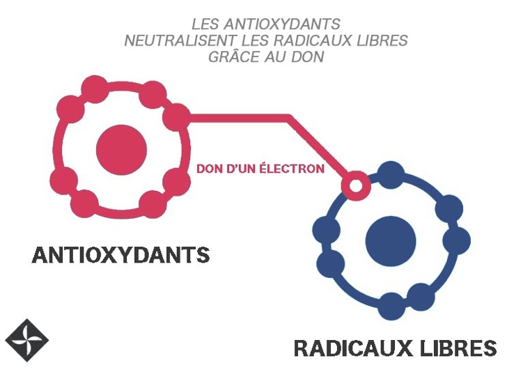 augalai-antioksidantai-prieš laisvuosius radikalus