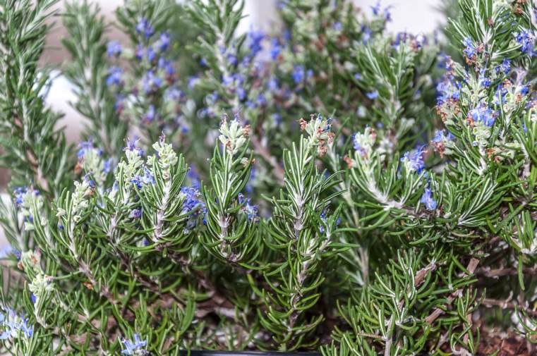 piante-officinali-rosmarino-con-fiori