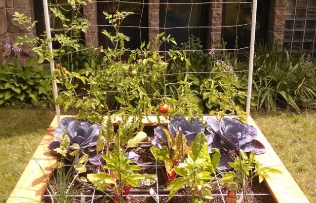四角い野菜園サポートトマト