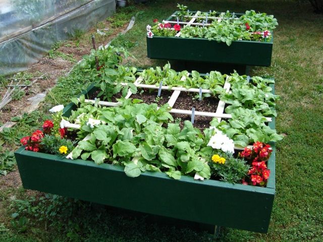 緑の塗られた正方形の野菜の庭