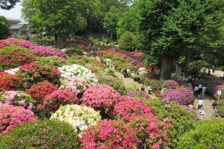 Japán kerti dekorációs virágok