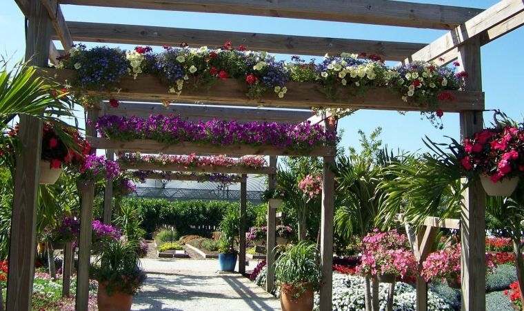 pianta-rampicante-ombra-pergola-fiori-di-legno