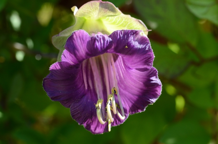 decorazione del giardino all'aperto della pianta fiorente