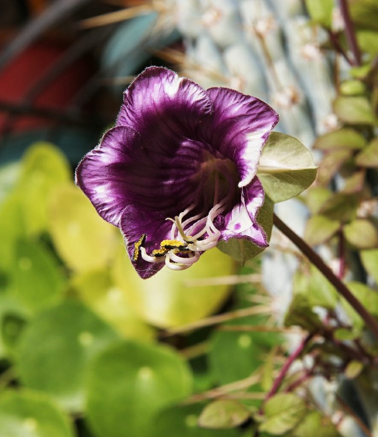 小さな庭の装飾的なトレリス花植物
