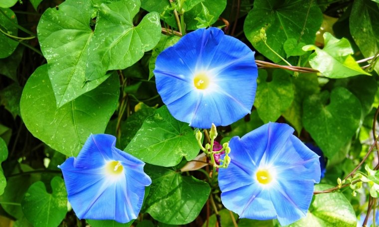 つる植物の色の花の装飾