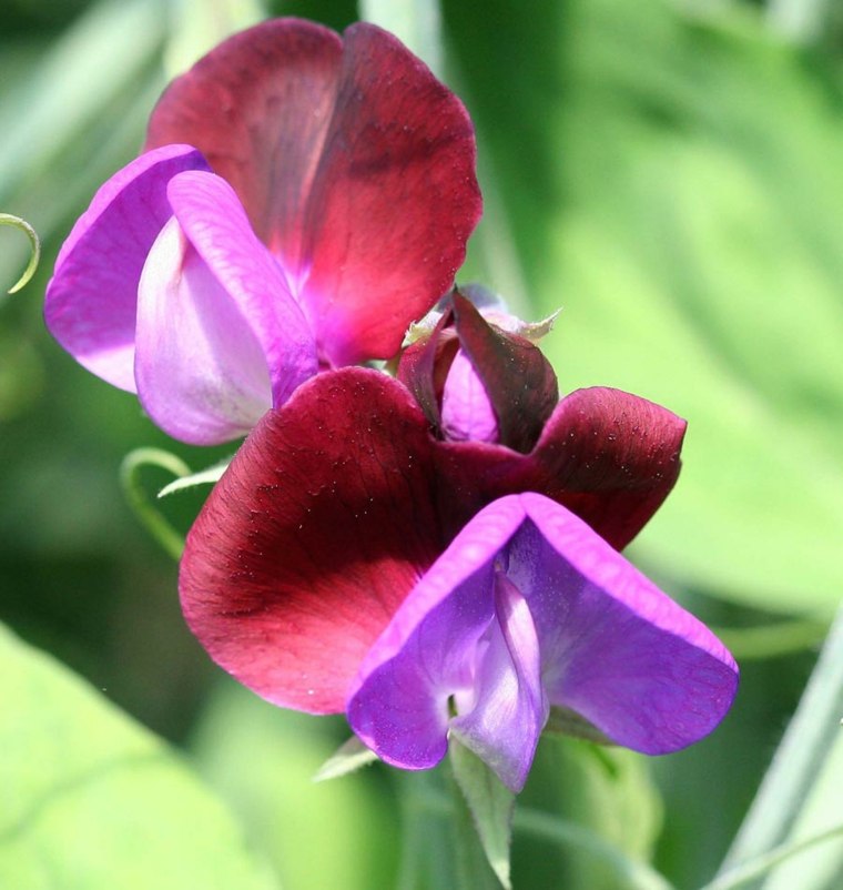 アイデアつる植物花庭の装飾