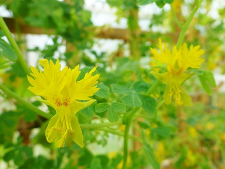 顕花壁掛け植物