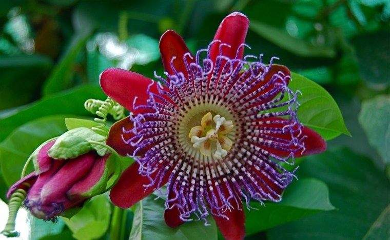 つる植物屋外グリッドサポート