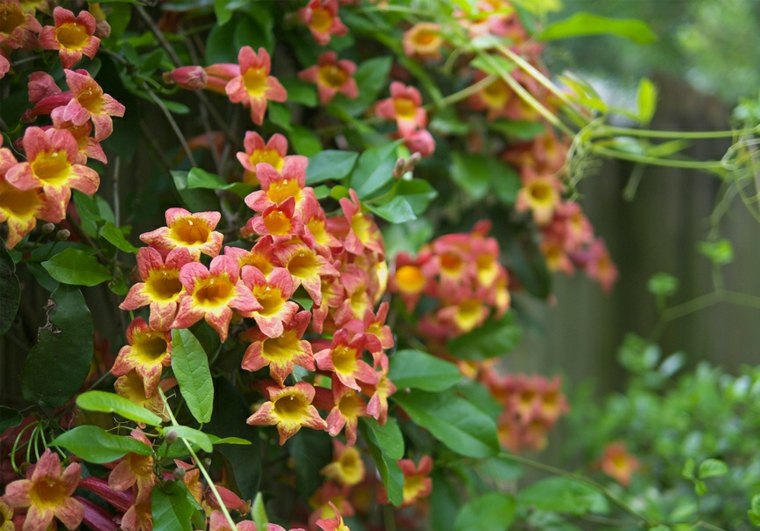 パーゴラの赤いつる植物