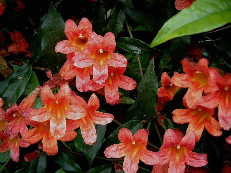 ベゴニア植物の花プライバシーガーデン