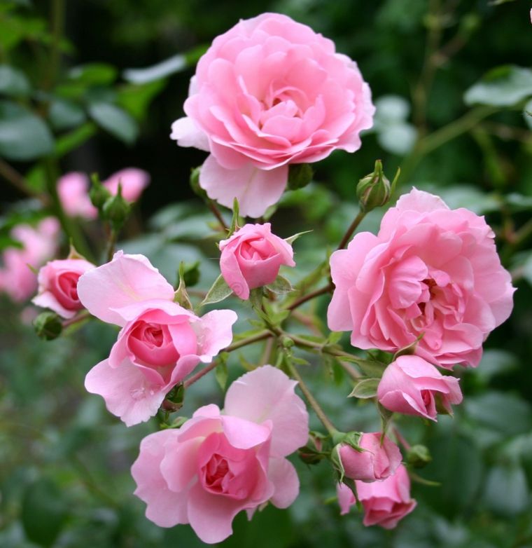 cespuglio di rose pianta rampicante pergola all'aperto