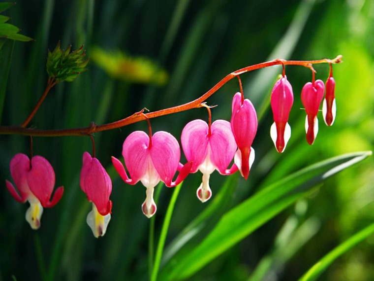 fiori di piante esotiche arrampicata all'aperto