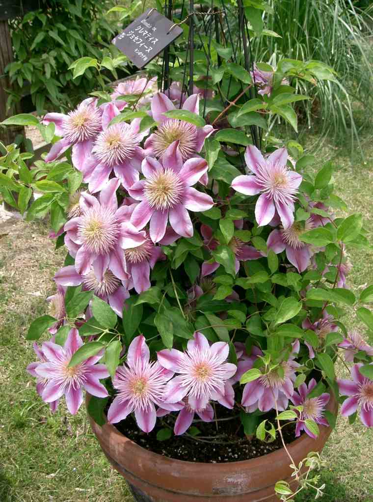 Biljka penjačica s cvijećem vanjski vrt pegola