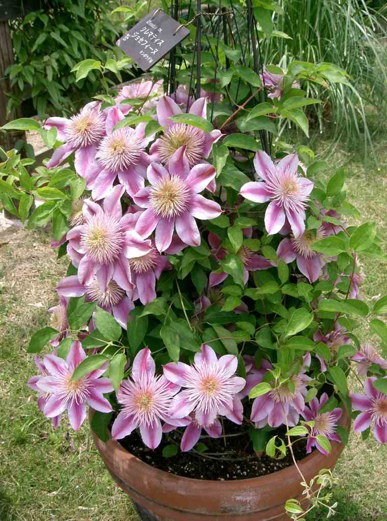 Pianta rampicante con fiori da esterno pegola giardino