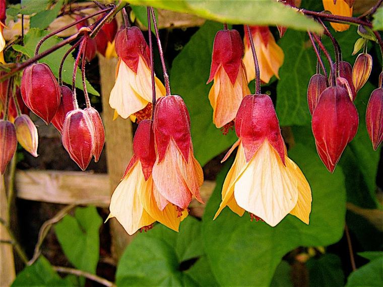 植物のそよ風ビューガーデンクライミング花