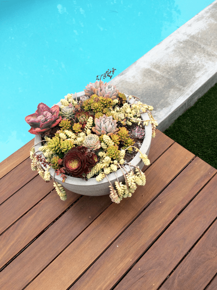 idea piscina deco succulento originale