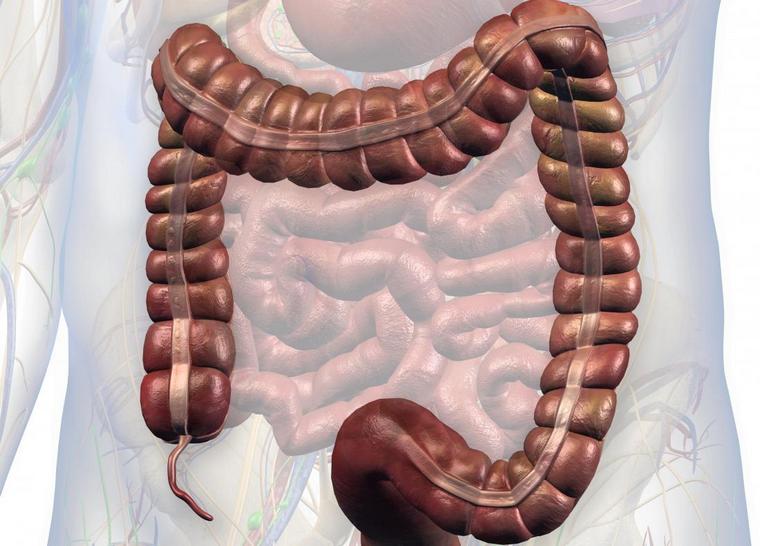 imae appendice del colon apparato digerente