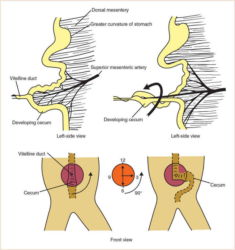 Cecum kép diagram emésztőrendszer