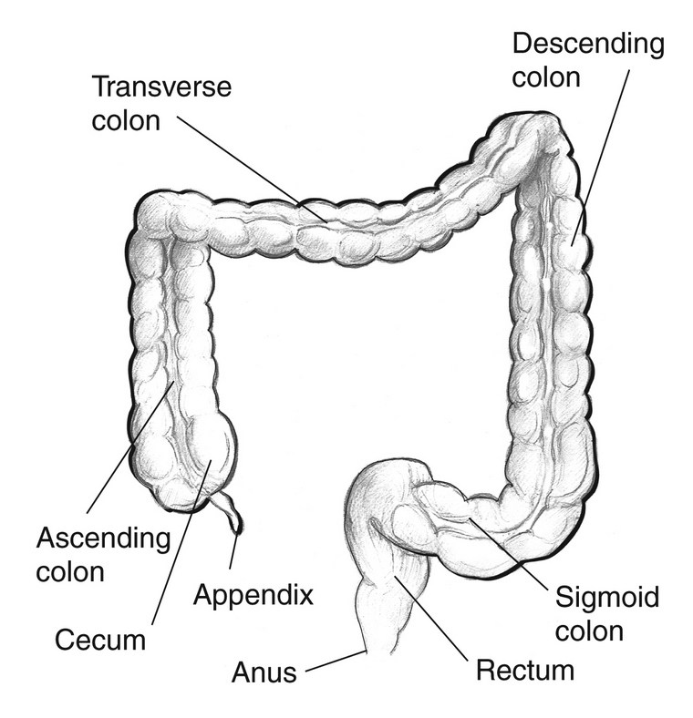 colon trasverso qualsiasi apparato digerente