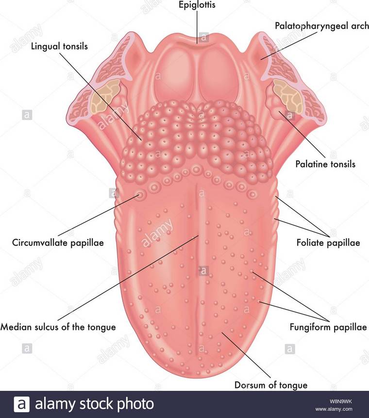 舌の後ろの喉頭蓋