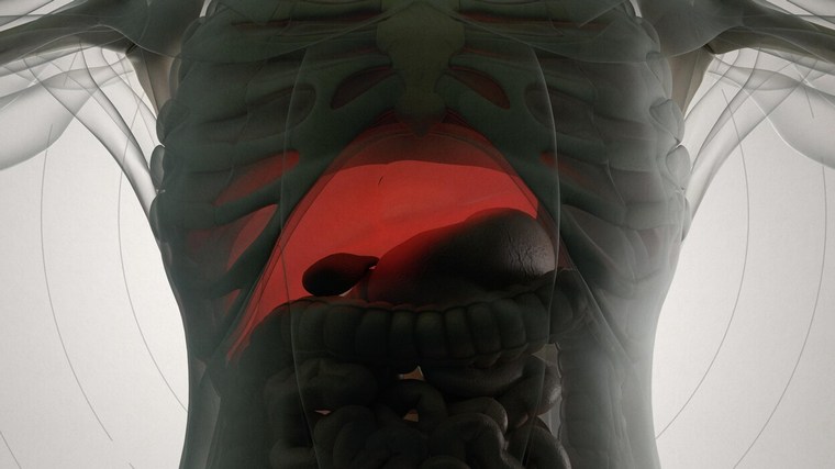ljudska jetra cijelo tijelo