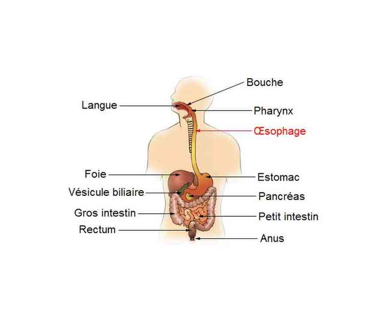 schema dell'esofago sistema digerente