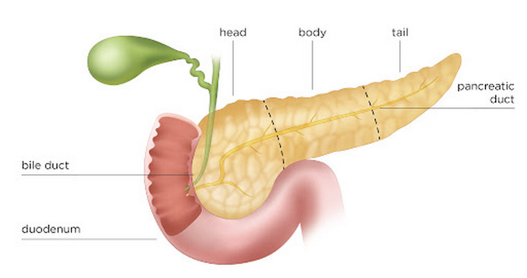 immagine ravvicinata del pancreas