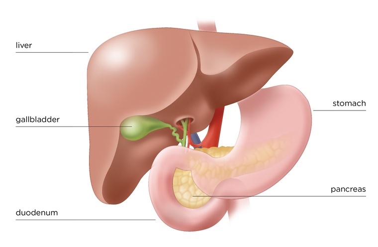 immagine del pancreas apparato digerente