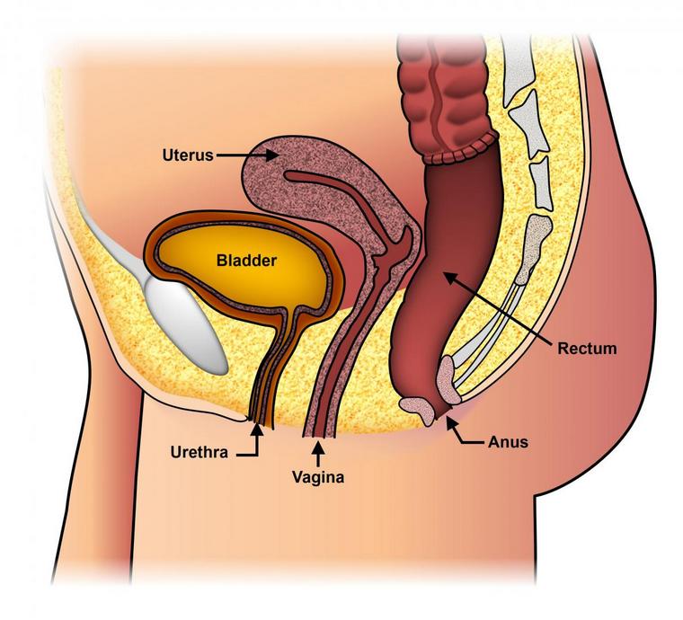 消化器系の終わりを示す直腸画像