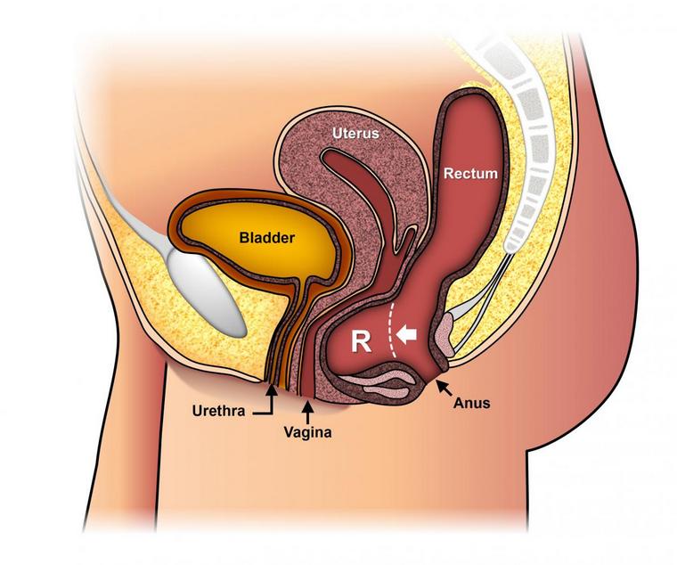 dijagram probavnog sustava anusa