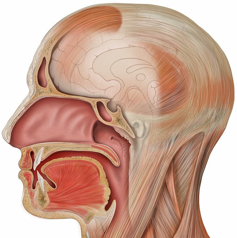 人間の口の食道画像